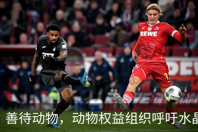 善待动物，动物权益组织呼吁水晶宫弃用活体吉祥物白头海雕凤凰